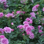 Lavender Flower Circus / Лавендер Фловер Циркус